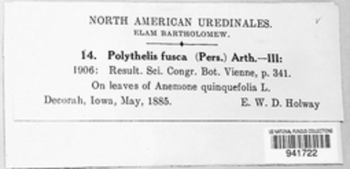 Polythelis fusca image